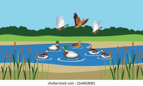 A flock of ducks take off from a lake