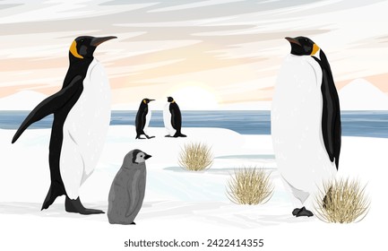 A flock of emperor penguins with chicks stands on the ocean shore with snow and dry grass. Birds of the South Poles. Realistic vector landscape