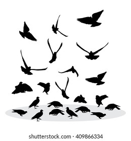  Flock of feeding pigeons. Vector silhouette for your design. 