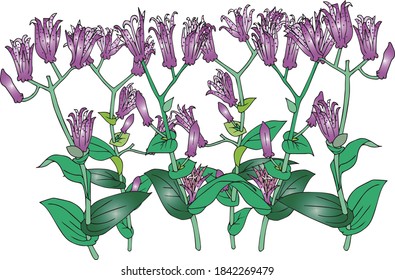 Flock of flowers of the Toad lily