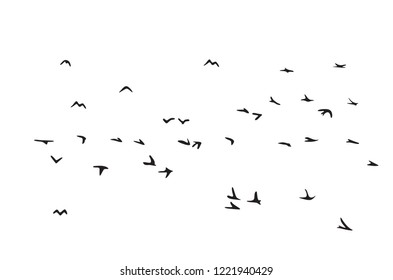 Flock of flying birds 