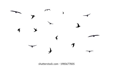 A flock of flying birds. Diverse mixed flock of different birds. Vector illustration