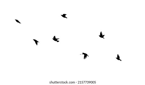 A flock of flying birds. Free birds. Flying seagulls. Vector illustration