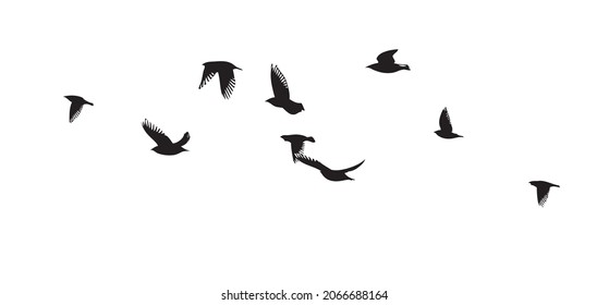 A flock of flying birds. Free birds. Vector illustration