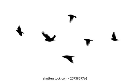 A flock of flying birds. Free birds. Vector illustration