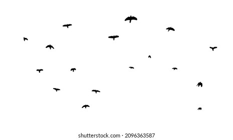 A flock of flying birds. Free birds. Vector illustration