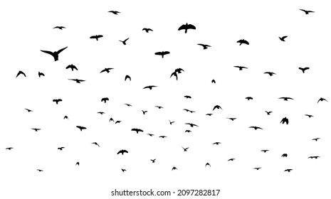 A flock of flying birds. Free birds. Vector illustration