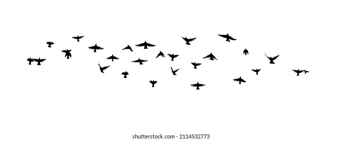 A flock of flying birds. Free birds. Vector illustration