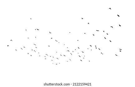 A flock of flying birds. Free birds. Vector illustration
