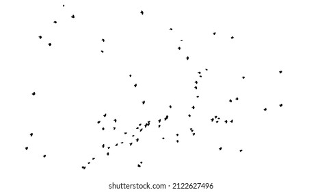 A flock of flying birds. Free birds. Vector illustration