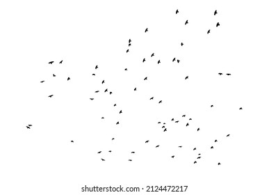 A flock of flying birds. Free birds. Vector illustration