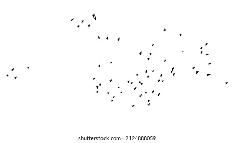 A flock of flying birds. Free birds. Vector illustration