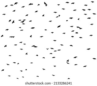 Un rebaño de pájaros voladores. Aves libres. Ilustración del vector