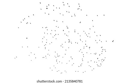 A flock of flying birds. Free birds. Vector illustration