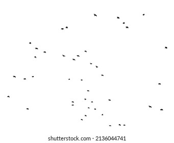 A flock of flying birds. Free birds. Vector illustration
