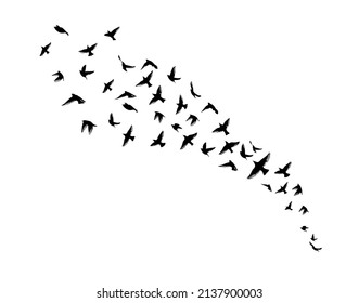 A flock of flying birds. Free birds. Vector illustration