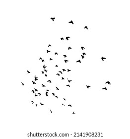 A flock of flying birds. Free birds. Vector illustration