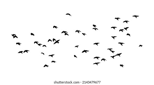 A flock of flying birds. Free birds. Vector illustration