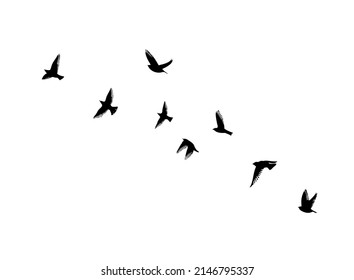 A flock of flying birds. Free birds. Vector illustration