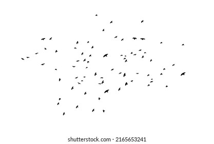 A flock of flying birds. Free birds. Vector illustration