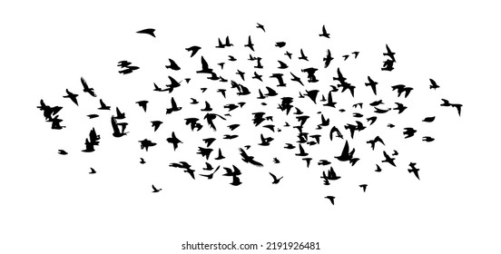 A flock of flying birds. Free birds. Vector illustration