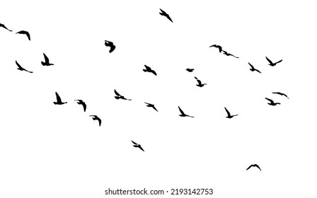 Flock Flying Birds Free Birds Vector Stock Vector (Royalty Free ...