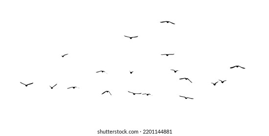 A flock of flying birds. Free birds. Vector illustration