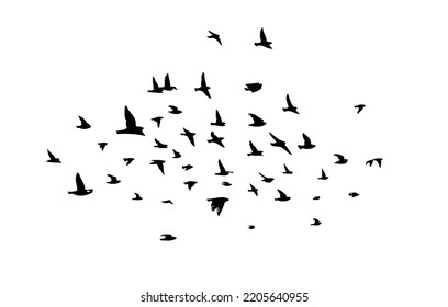 A flock of flying birds. Free birds. Vector illustration