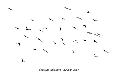 A flock of flying birds. Free birds. Vector illustration