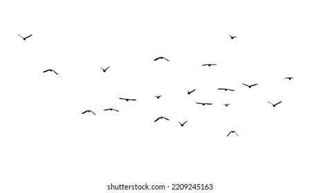 A flock of flying birds. Free birds. Vector illustration