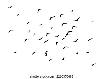 A flock of flying birds. Free birds. Vector illustration