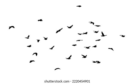A flock of flying birds. Free birds. Vector illustration