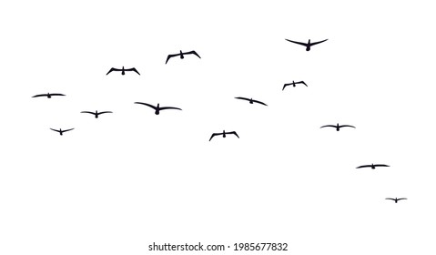 A flock of flying birds. Front view. Sea birds. Seagulls or albatrosses. Vector illustration