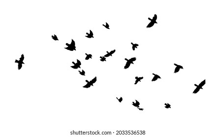 A flock of flying birds. A large flock of flying crows. Vector illustration