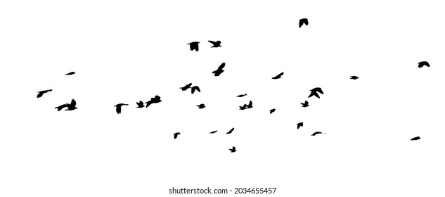 A flock of flying birds. A large flock of flying crows. Vector illustration