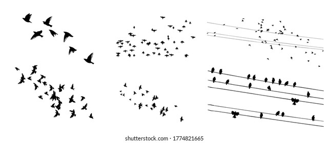 A flock of flying birds. Set of different bird flocks. Birds on the wires. Vector illustration