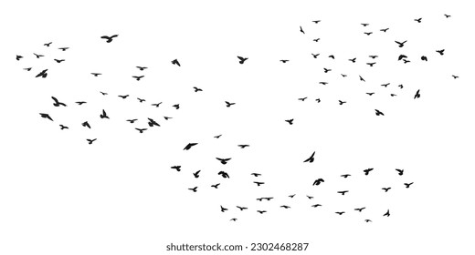 A flock of flying birds silhouette, flight in different positions. Hover, soaring, landing, flying, flutter. Isolated vector