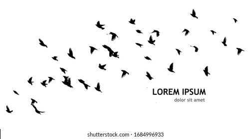 A flock of flying birds silhouette. Vector illustration