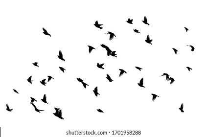 A flock of flying birds silhouette. Vector illustration