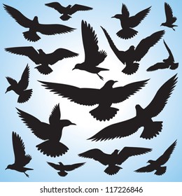 flock of flying birds and sky