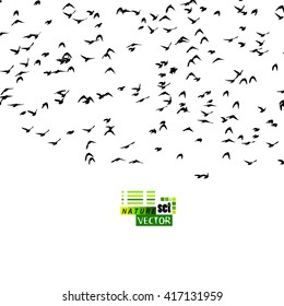 A flock of flying birds. starlings. vector