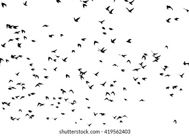 Flock Flying Birds Starlings Vector Stock Vector (Royalty Free ...