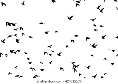 A flock of flying birds. starlings. vector