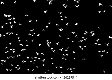 A flock of flying birds. starlings. vector