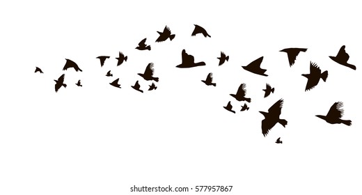 A flock of flying birds. starlings. vector.