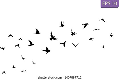 A flock of flying birds. Transparent background.