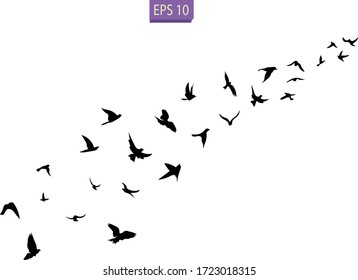 A flock of flying birds. Transparent background. Silhouette of flying birds. Black vector flying birds flock silhouette.