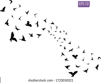 A flock of flying birds. Transparent background. Silhouette of flying birds. Black vector flying birds flock silhouette.