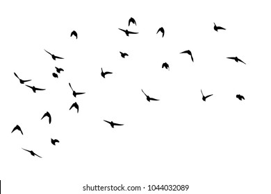 Images Photos Et Images Vectorielles De Stock De Oiseaux De