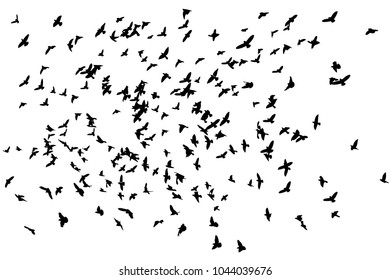 Flock of flying birds. Vector